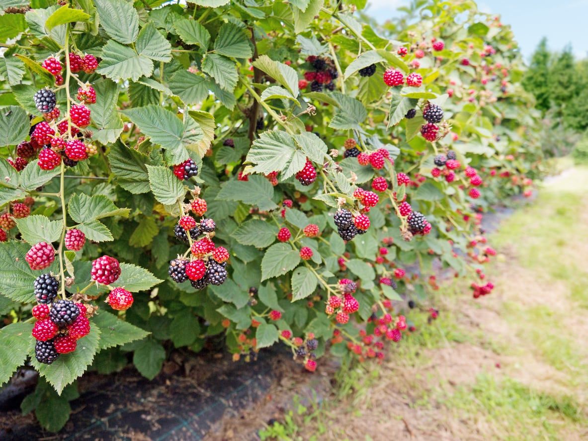 Bramble Plant Info: What Are The Characteristics Of Brambles | Gardening  Know How