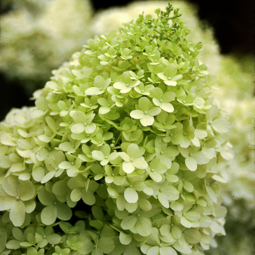 'Limelight' Panicle Hydrangea Seeds