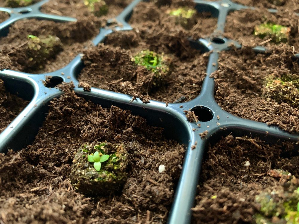 How to Grow Lisianthus from Seed | Shifting Roots