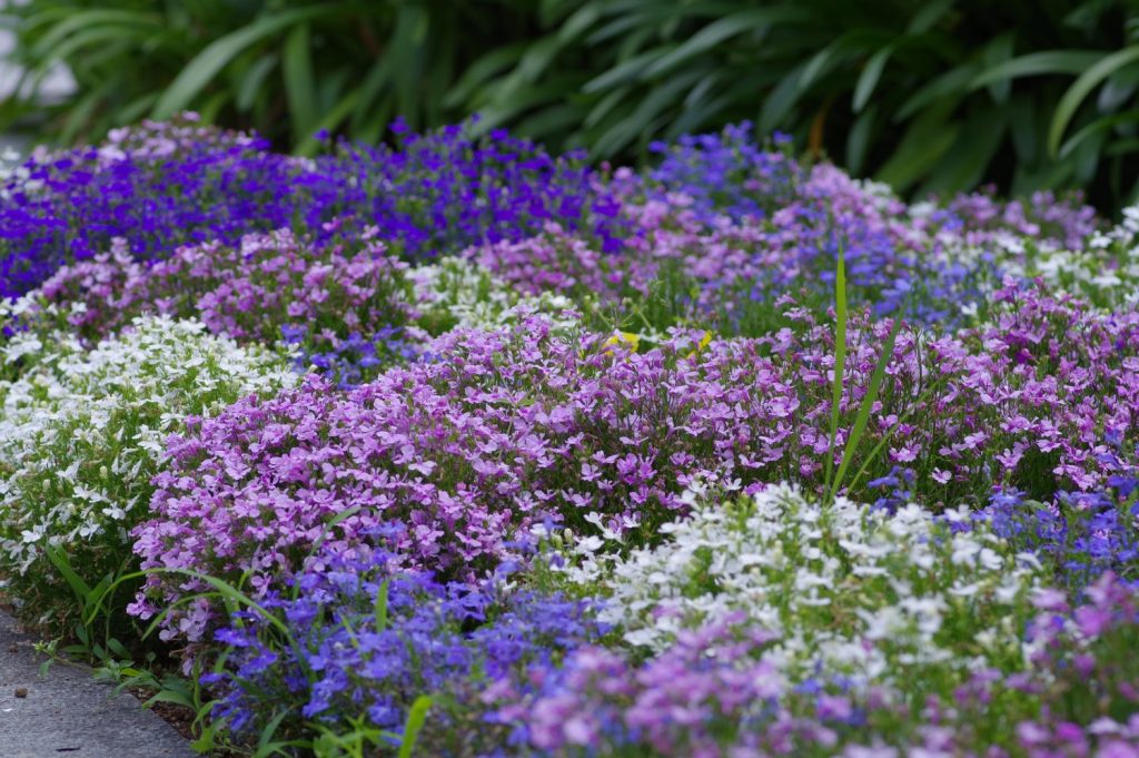 Lobelia: profile, flowering & hardiness - Plantura