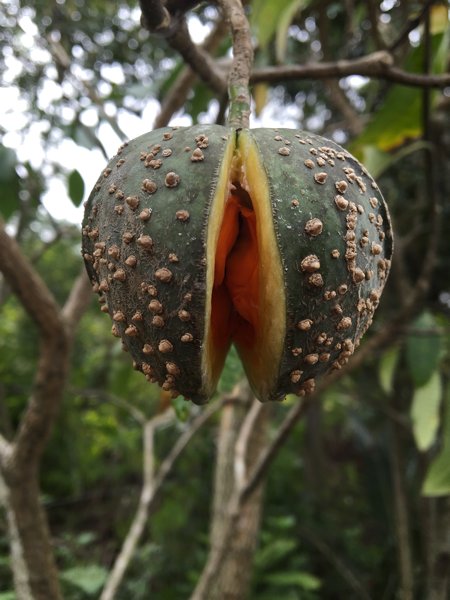 🌳Early Spring Planting Plan🌳Toad Tree Seeds🐸