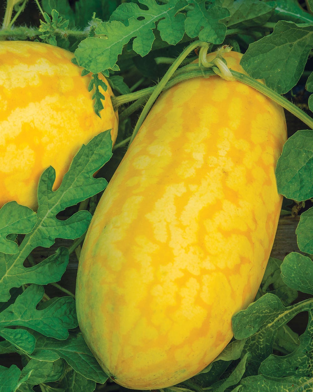 Gold in Gold Hybrid Watermelon Seeds