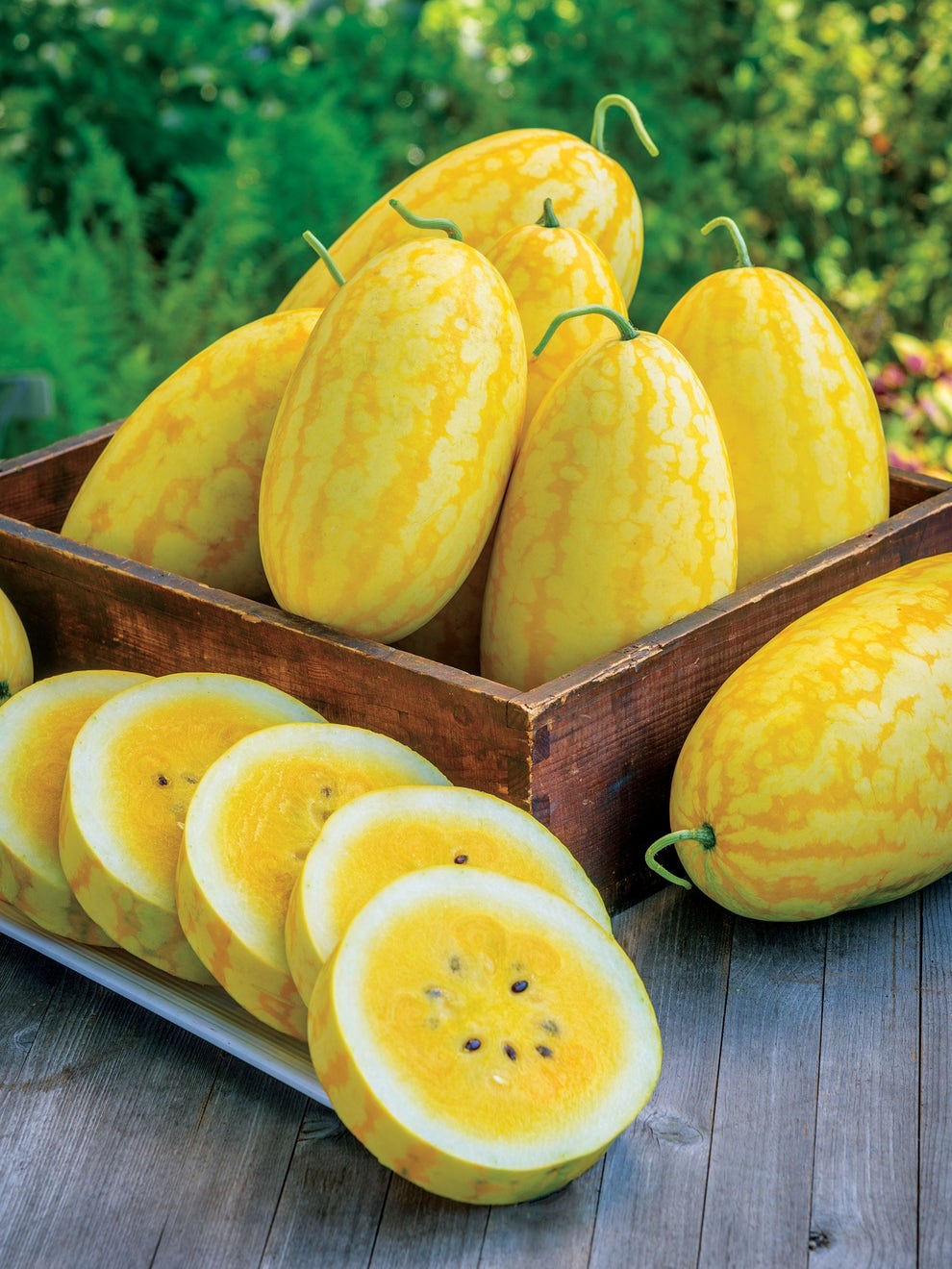 💛🍉Gold in Gold Hybrid Watermelon Seeds