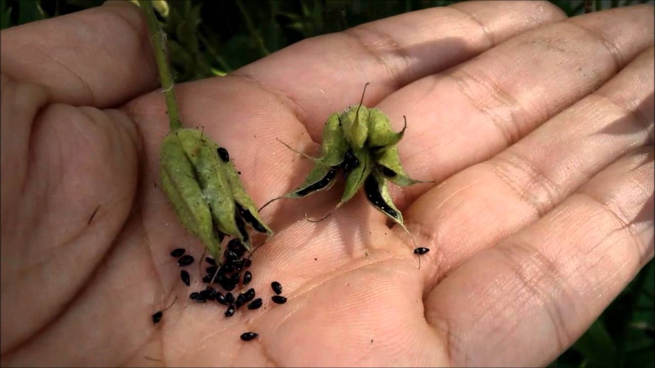 How to Collect & Save Columbine Flower Seeds - YouTube