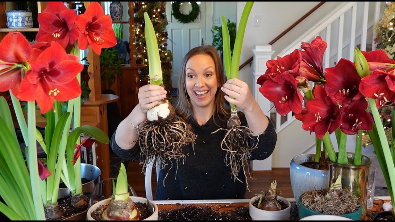 My Amaryllis Passion Grows! How to Plant, Propagate, & Rebloom Amaryllis  Bulbs + Cut Amaryllis Tips!
