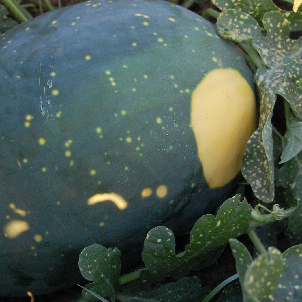 Moon & Stars Watermelon Seeds