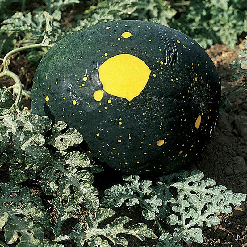 Moon & Stars Watermelon Seeds