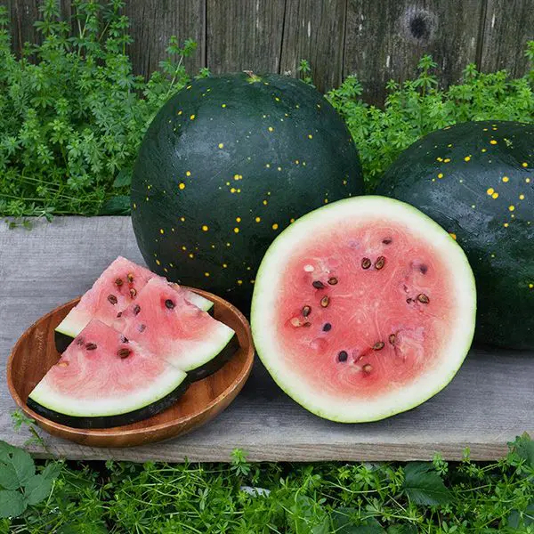Moon & Stars Watermelon Seeds