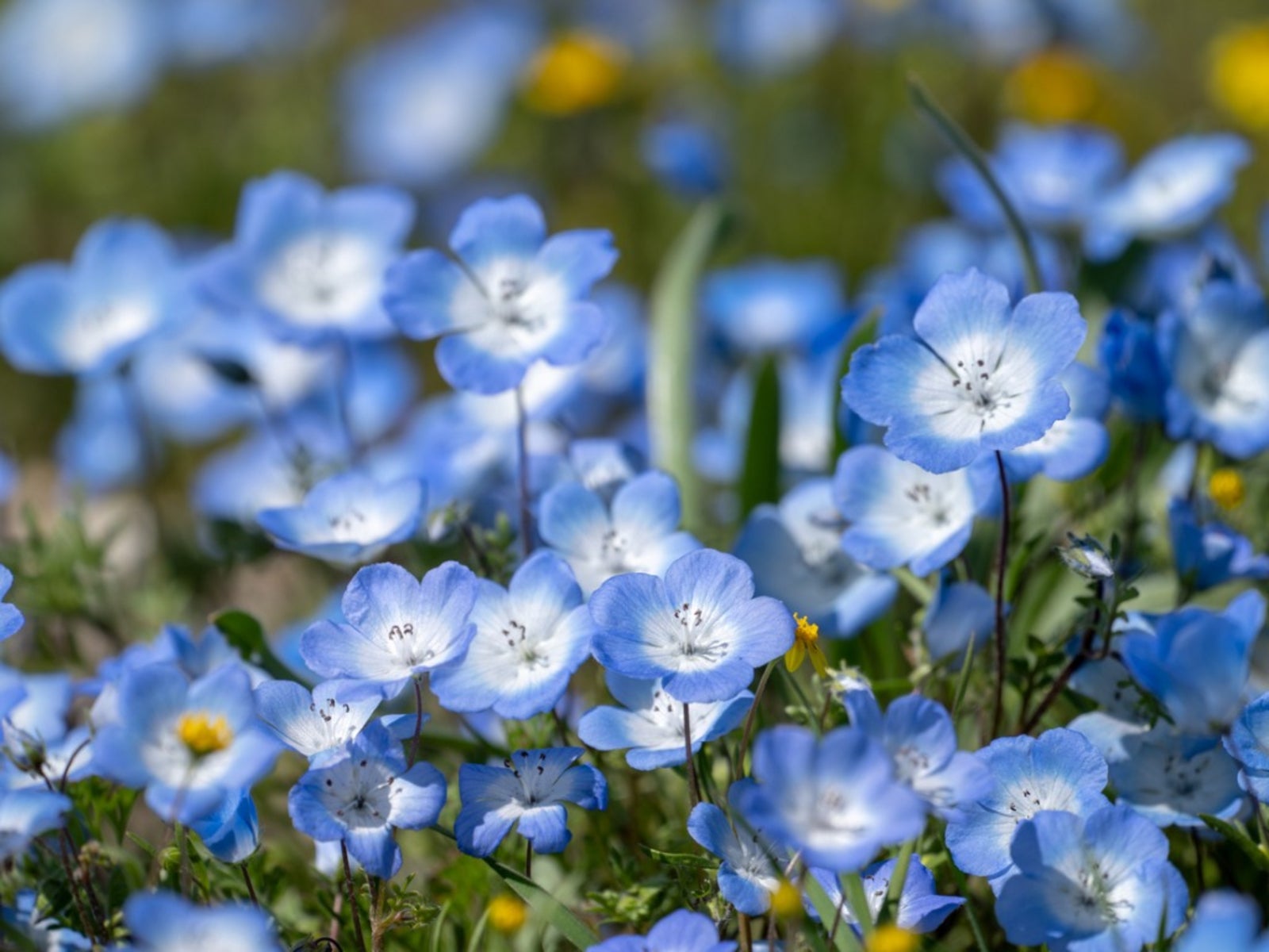Baby Blue Eyes Flower Information: How To Grow Baby Blue Eyes | Gardening  Know How