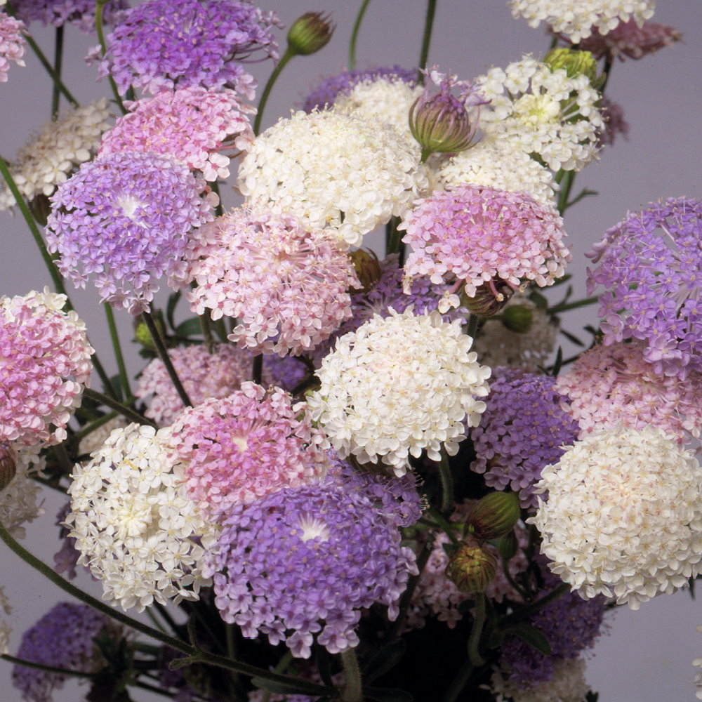 翠珠花蕾絲-三色混合種子