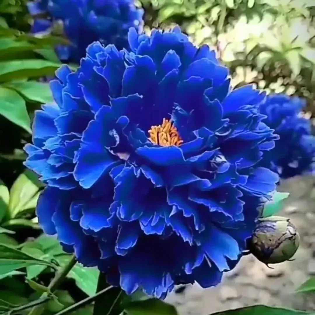 Hot Sale 53% off🚨Rare Blue Enchantress Peony💙Heirloom Seeds