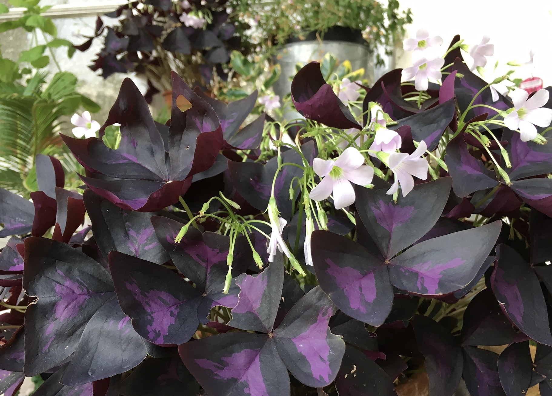 Oxalis triangularis Q + A &ndash; HOUSE PLANT HOUSE