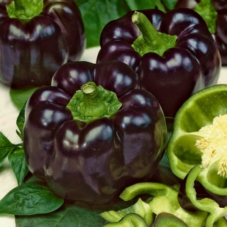 Sweet pepper 'Zulu' - black, block-shaped variety for cultivation on the field