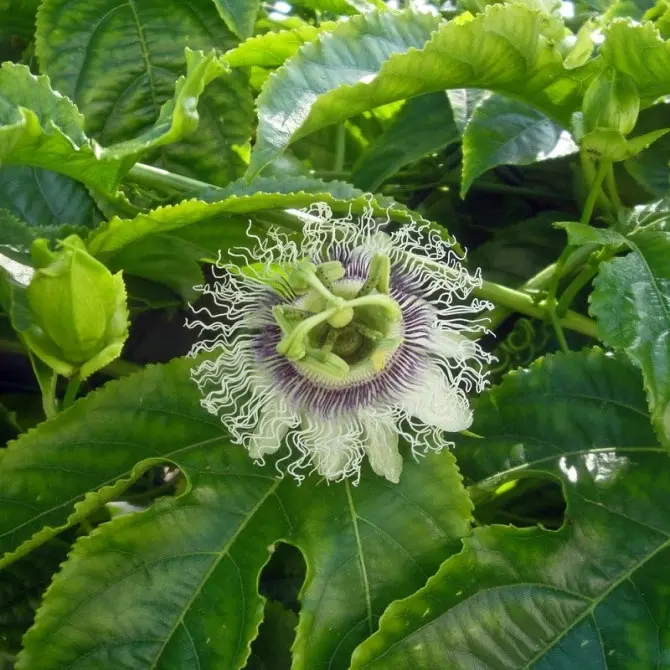 Passion Fruit, Fruit Heirloom Seeds
