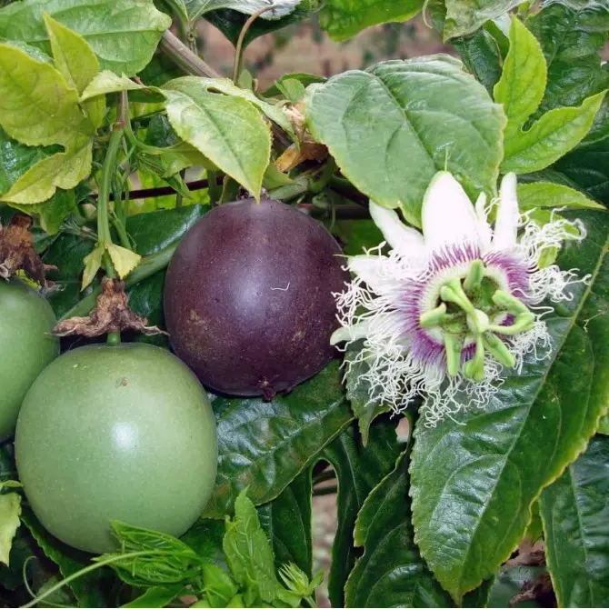 Passion Fruit, Fruit Heirloom Seeds