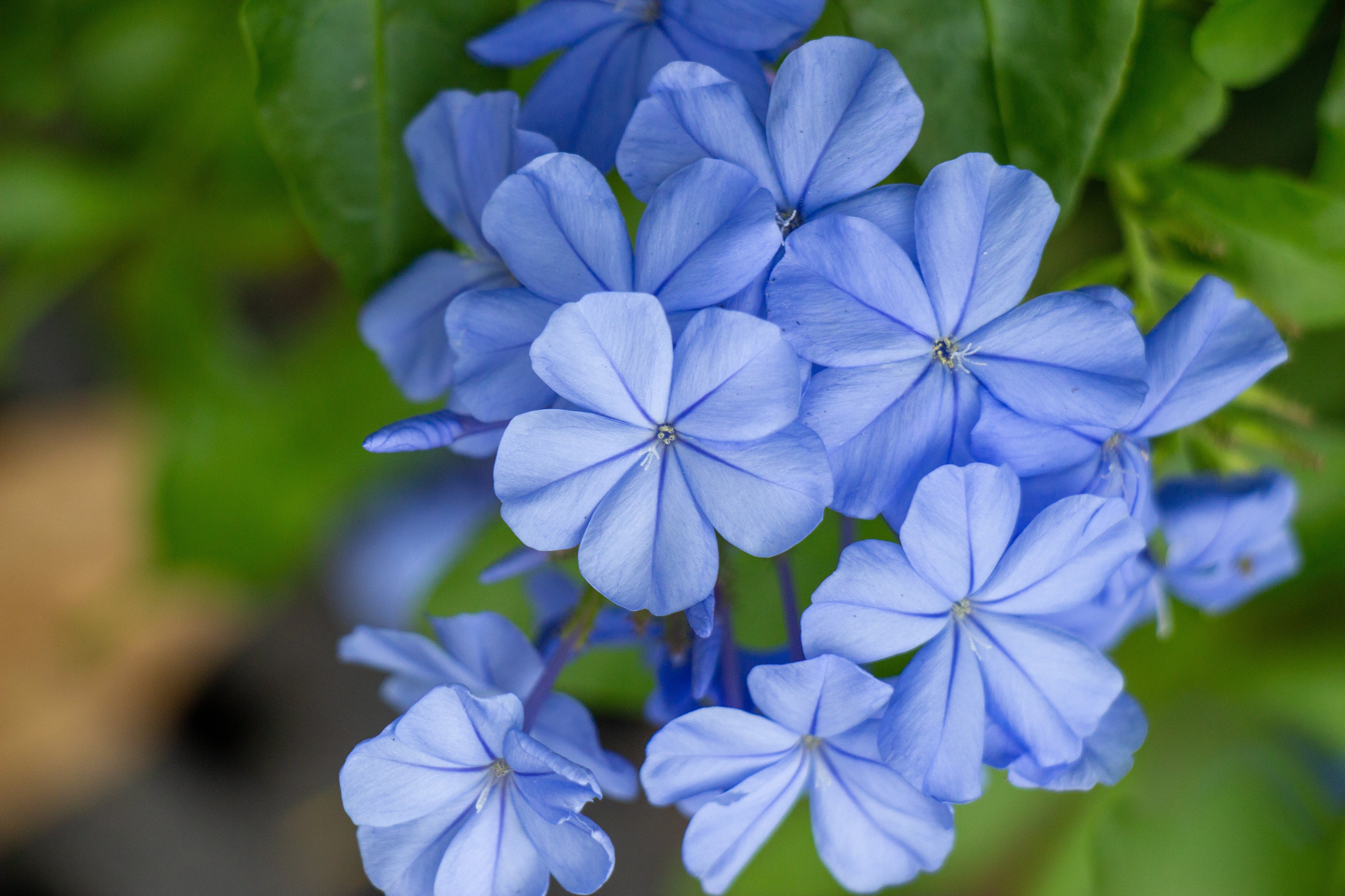 Free A Close-Up Shot of Plumbago Auriculata Flowers Stock Photo