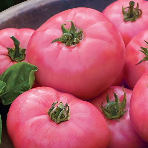 Tomato Brandywine Pink Seeds