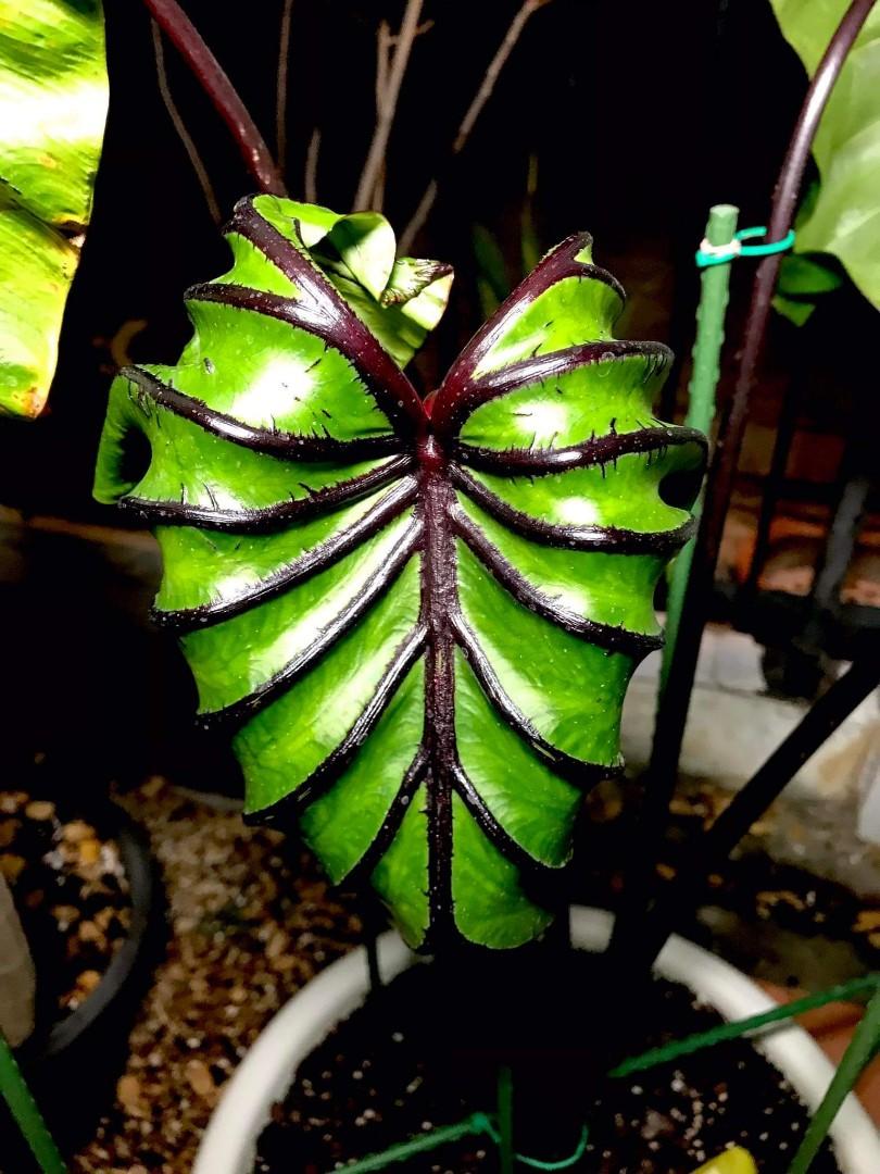 pre-order]Mother Colocasia Pharaoh mask, Furniture & Home Living,  Gardening, Plants & Seeds on Carousell