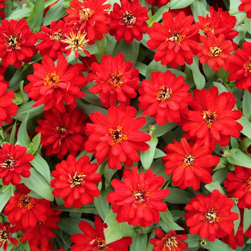 Profusion Double Red Zinnia
