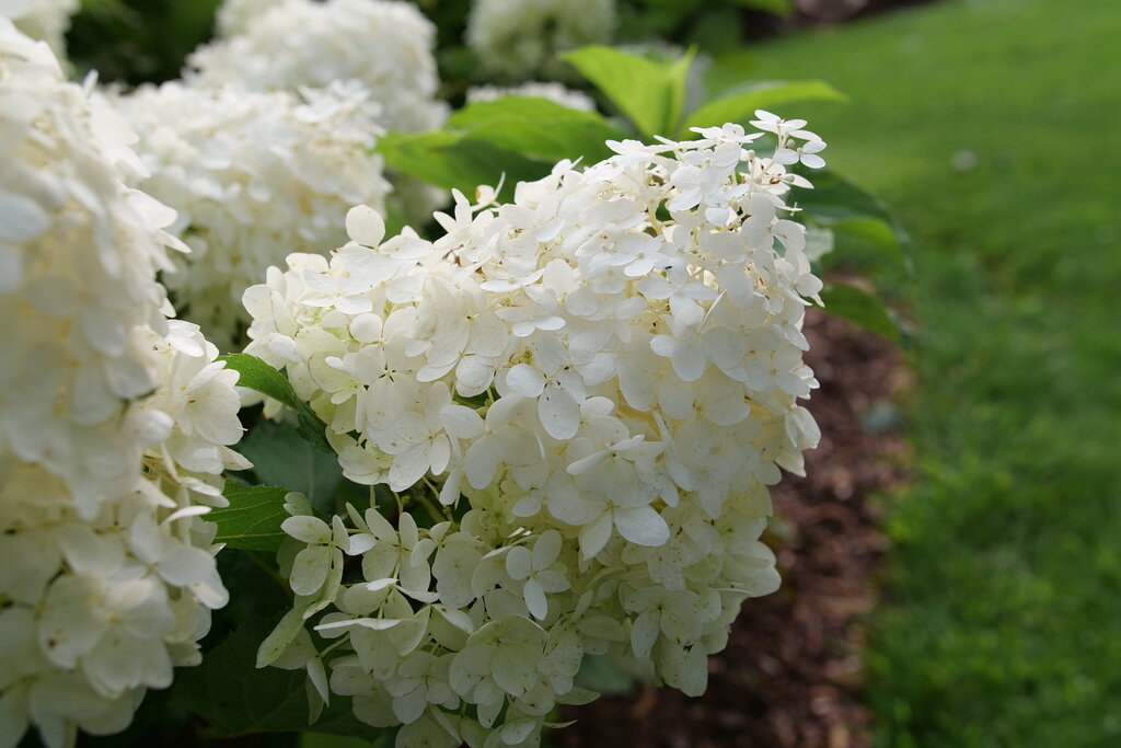 Puffer Fish&reg; - Panicle Hydrangea - Hydrangea paniculata | Proven Winners
