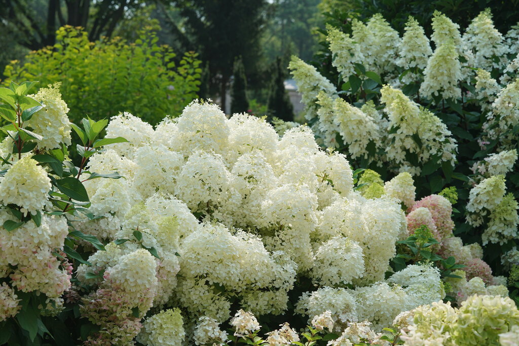 Puffer Fish&reg; - Panicle Hydrangea - Hydrangea paniculata | Proven Winners