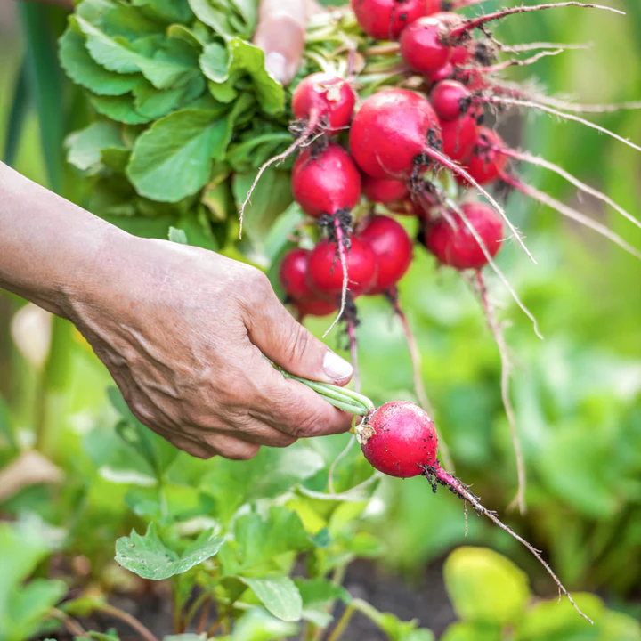 Radish 'Cherry Belle' Seeds