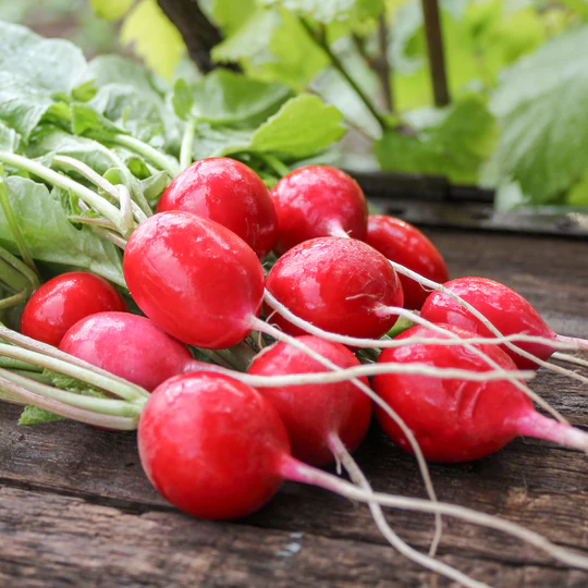Radish 'Cherry Belle' Seeds
