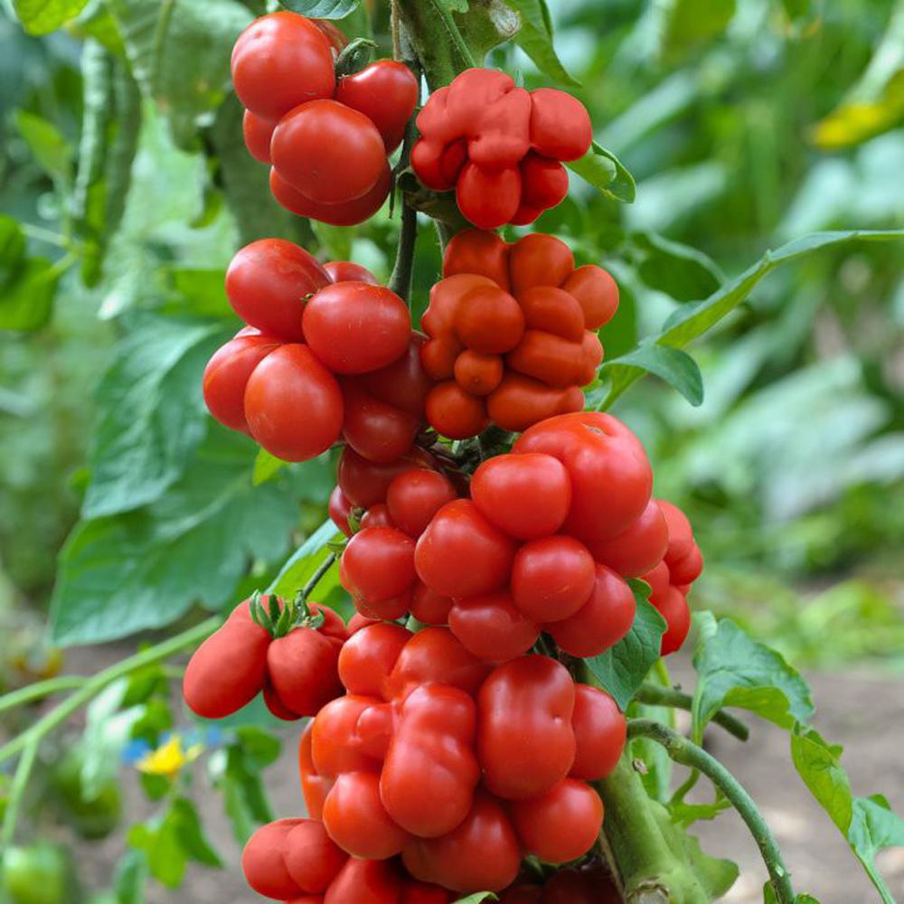 Tomato 'Reistomate' Very Rare & Unusual Seeds – D&H Seed Harvest Co
