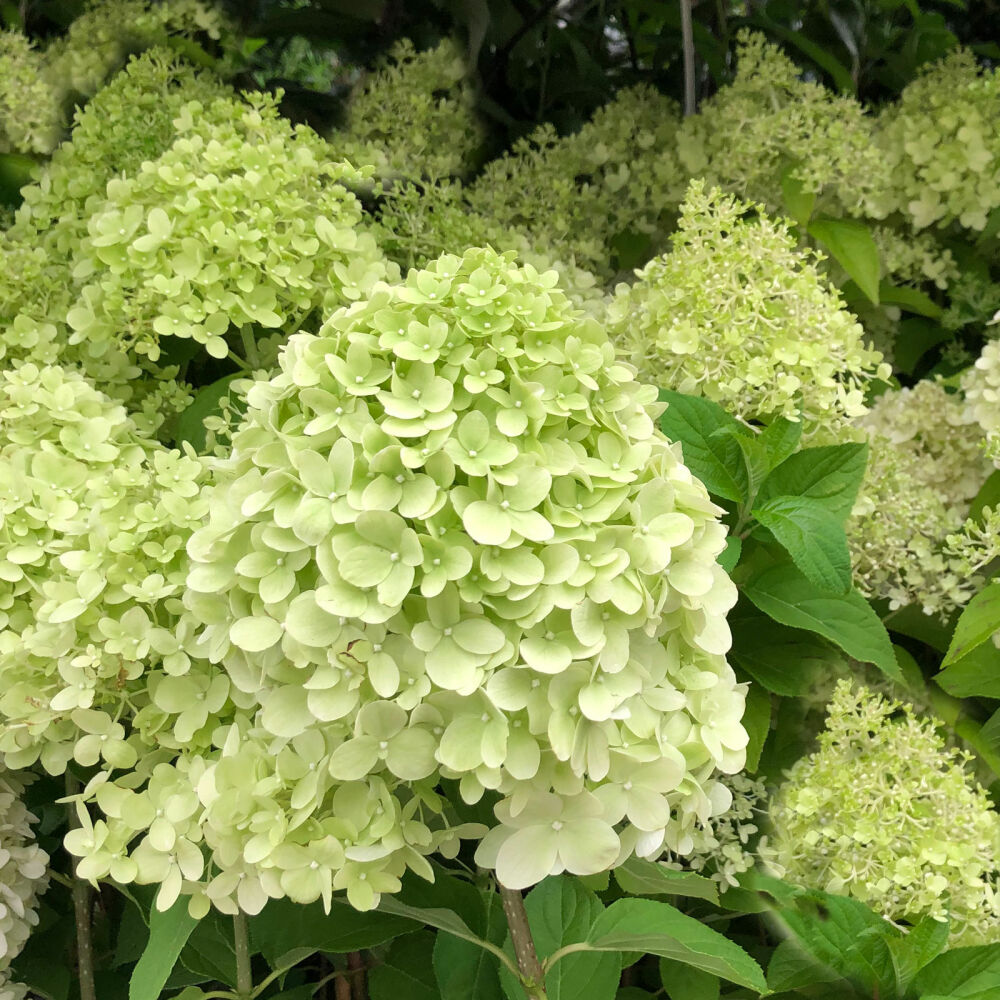 'Limelight' Panicle Hydrangea Seeds