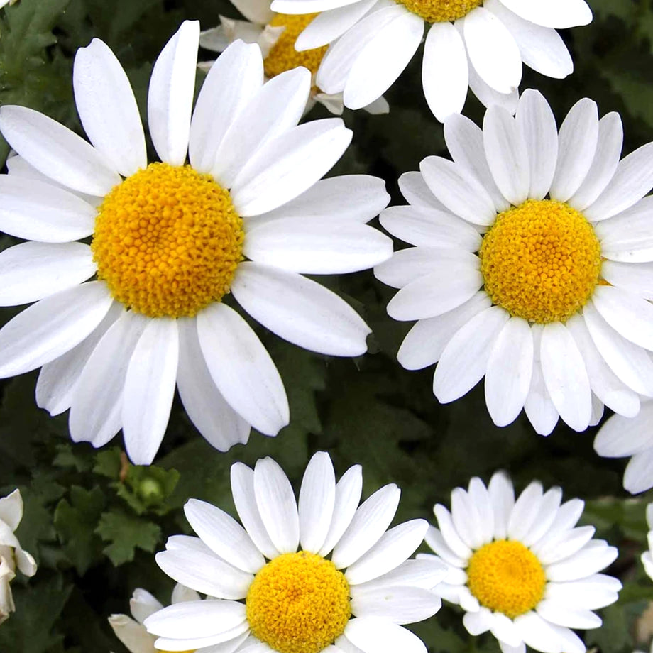 50 Pcs Shasta Daisy Seeds, Alaska