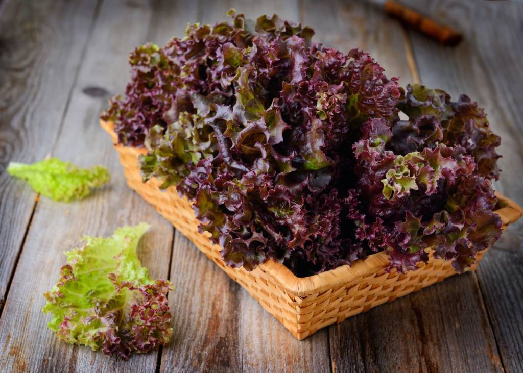 9 Amazing Benefits Of Red Leaf Lettuce- HealthifyMe