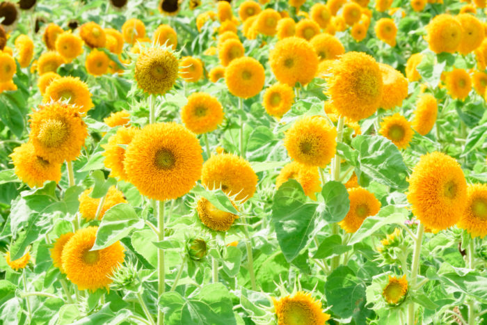 Teddy Bear Sunflowers Produce Beautiful, Fluffy Golden-Orange Blooms