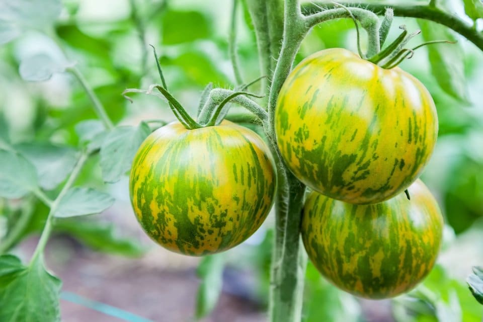 Rare & Unique — Green Zebra Tomato Seeds — San Diego Seed Company