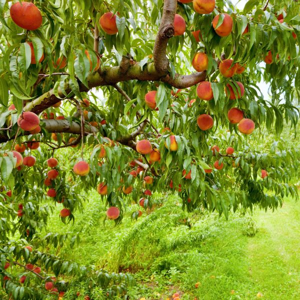 Contender Peach Tree: Prunus Persica for Sweet, Juicy Fruit - Buy Online  Now!