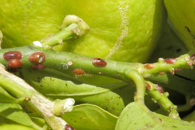 Brown Scale - tiny hard round bumps on the stems of a citrus tree