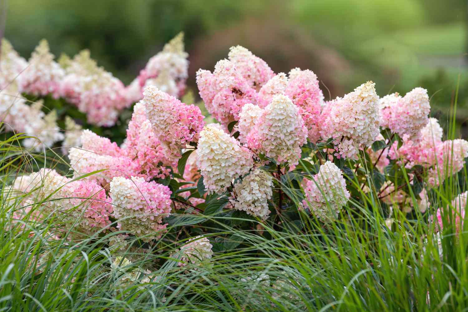 How to Grow and Care for Strawberry Sundae Hydrangea