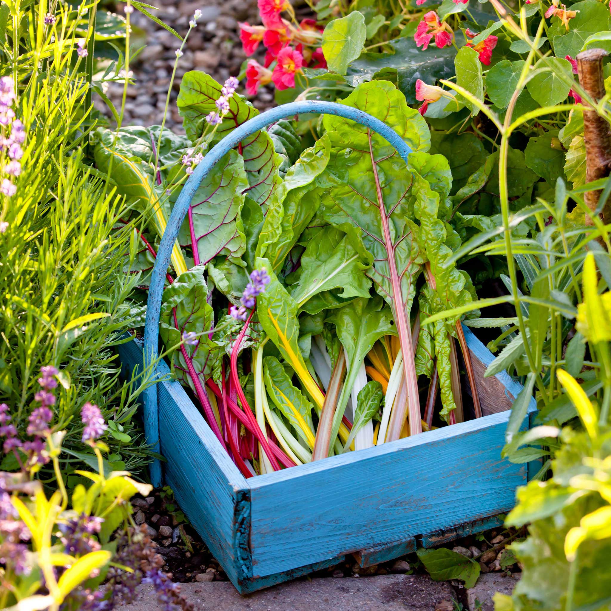 Rainbow Mix Swiss Chard Seeds