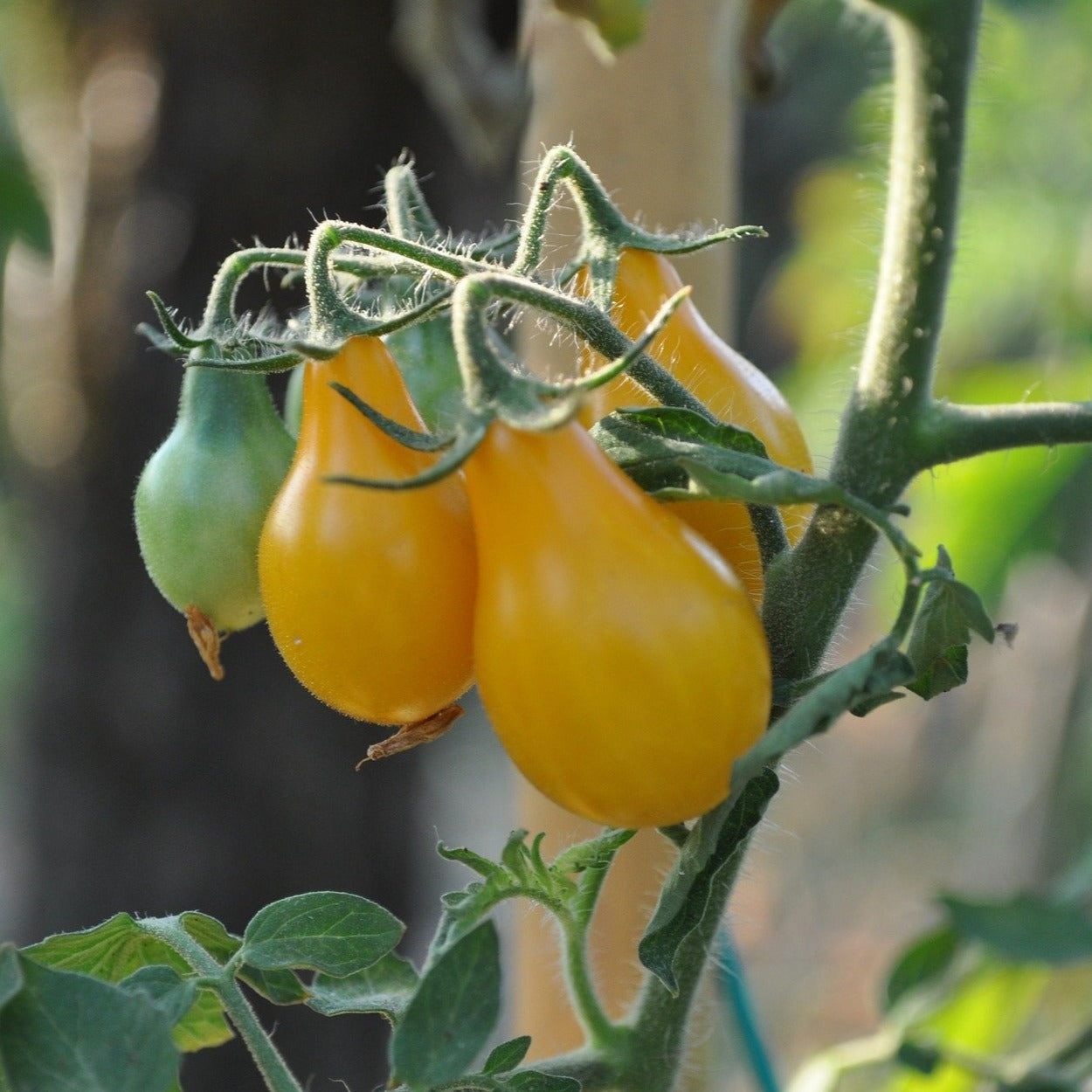 Cherry Tomato Seeds - Yellow Pear | Sow True Seed