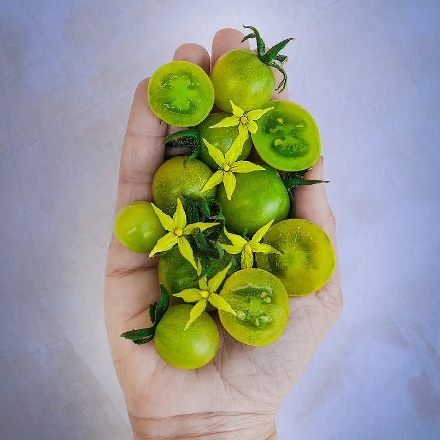 Green Doctors Tomato Seeds | Baker Creek Seeds