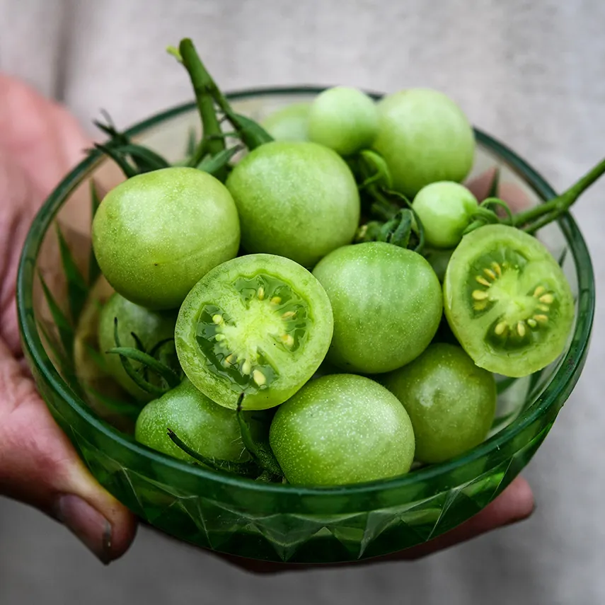 Green Doctors Tomato Seeds | Baker Creek Seeds