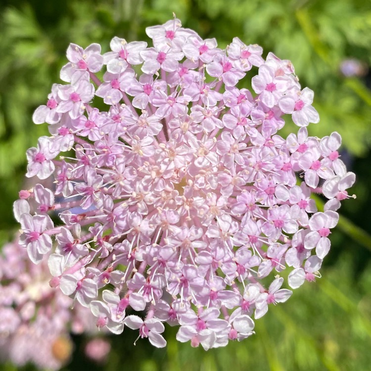 Trachymene coerulea 'Blue Lace' syn. Didiscus caeruleus 'Blue Lace', Blue  Lace Flower - uploaded by @kez001uk