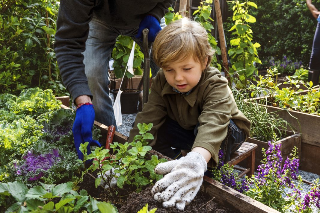 How a Vegetable Garden Can Relieve Your Stress This Summer