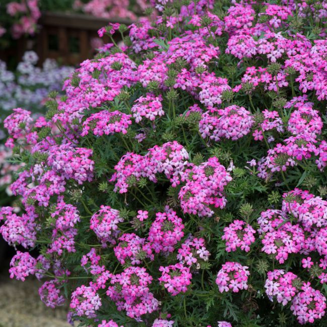 Verbena Enchantment Hot Pink (Trailing) | Tray of 42 Large Plug Plants