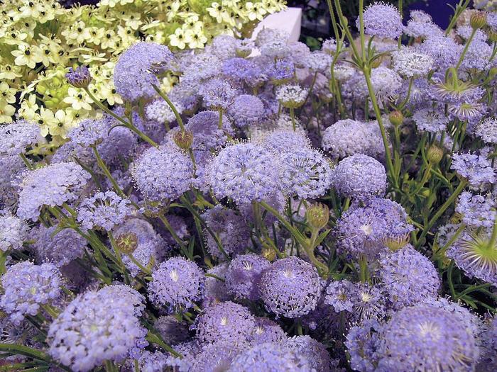 几禾花舍日签丨10月30日幸运&mdash;翠珠花