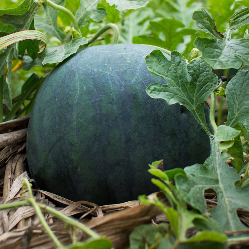 Watermelon-Black Diamond – Lindsayseed