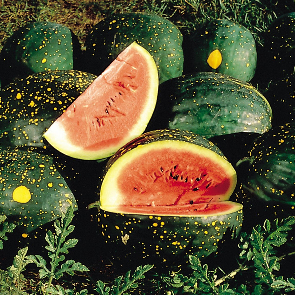 Moon & Stars Watermelon Seeds