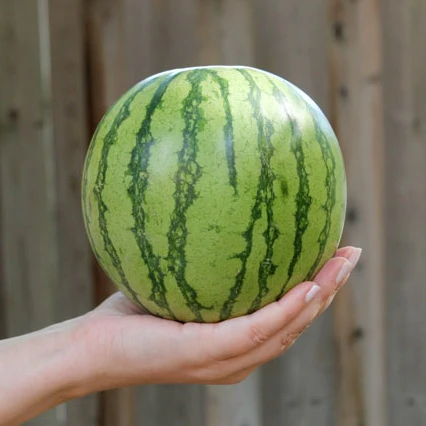 Yellow Petite Watermelon Seeds