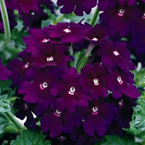 Verbena 'Lanai Deep Purple'