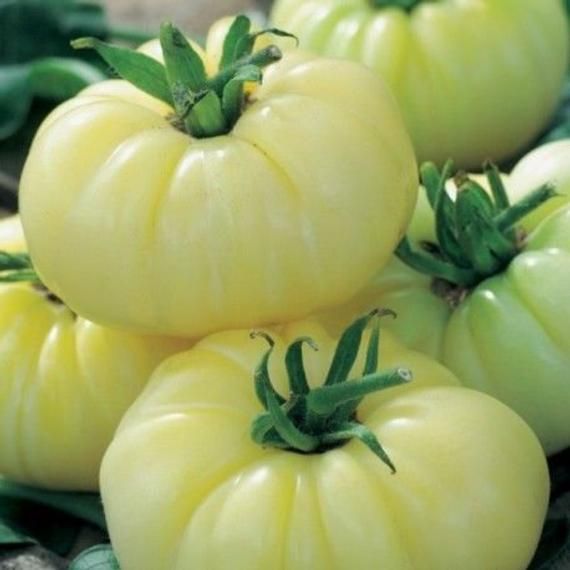 White Beauty Tomato Seeds | Heirloom | Organic - Tim's Tomatoes