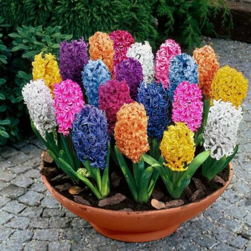 Mix 100pcs Hyacinth Bonsai Perennial Hyacinth Flower Seeds, Easy to Grow - Image 1 of 11